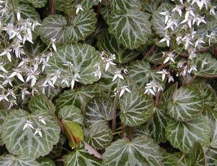 ساکسیفراگا استولونیفرا